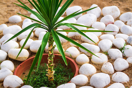 Green small palm growing in flower pot outside. Plant is decorated by small white rocks surrounding itの写真素材