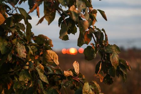 Close-up of green leaves on a branch of an apple tree in a garden against a background of blurry...