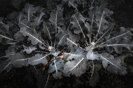 Fresh organic green lettuce with water drops. Cabbage growing in the garden. Dark backgroundの写真素材