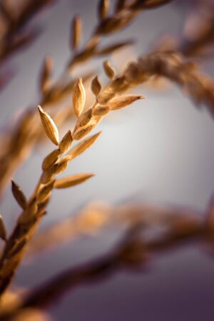 Spikelet of corn on a purple background on a sunny day. Flowering season of the corn crop. Background designの写真素材