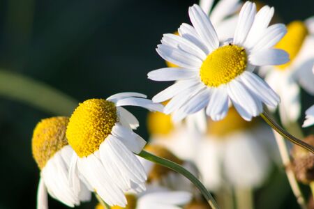 Chamomile flowers in the spring wind. Three daisies on a green backgroundの写真素材