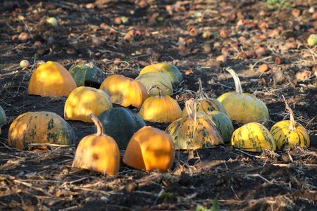 Different varieties of squashes and pumpkins in the garden. Colorful autumn vegetables cut in halfの写真素材