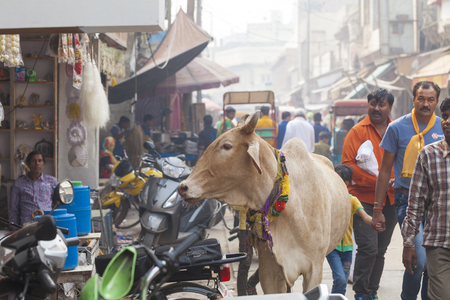 Transport and people on the roads of India. India, Vrindavan, November 2016のeditorial素材