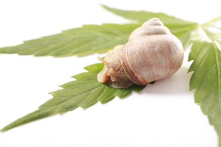 Cannabis leavesの写真素材