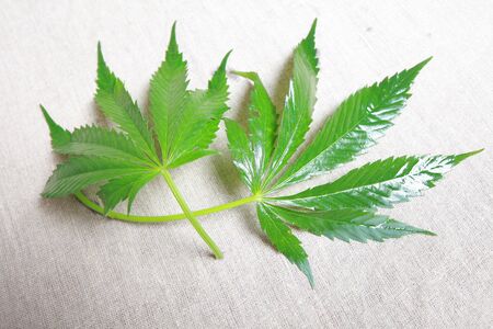 Cannabis leaf green leaves marijuanaの写真素材