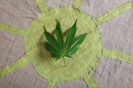 Cannabis leaf green leaves marijuanaの写真素材