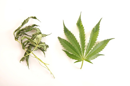 Cannabis leaf green leaves marijuanaの写真素材