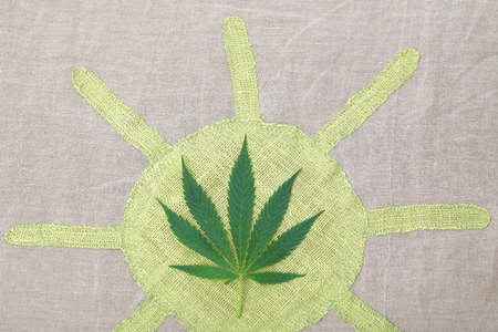 Cannabis leaf green leaves marijuanaの写真素材