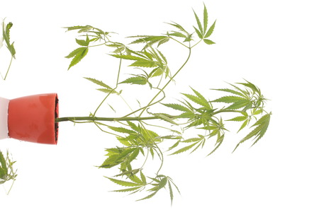 Cannabis leaf green leaves marijuanaの写真素材