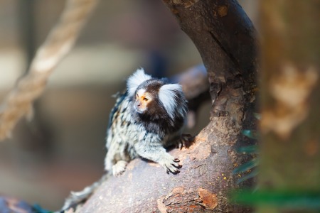 primate family of  Callithrix jacchusの写真素材