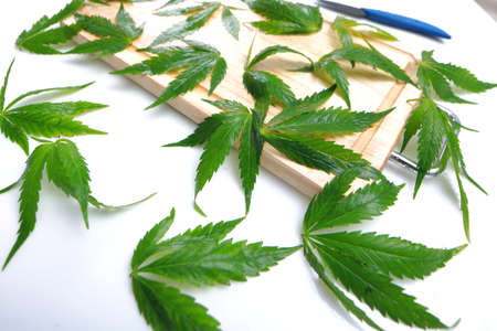 Fresh hemp leaves for salad preparation. The medical cannabisの写真素材