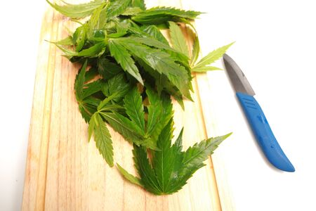 Fresh hemp leaves for salad preparation. The medical cannabisの写真素材
