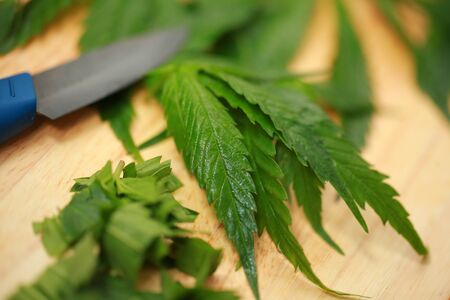 Fresh hemp leaves for salad preparation. The medical cannabisの写真素材