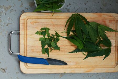 Fresh hemp leaves for salad preparation. The medical cannabisの写真素材