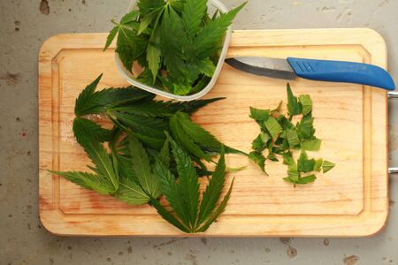 Fresh hemp leaves for salad preparation. The medical cannabisの写真素材