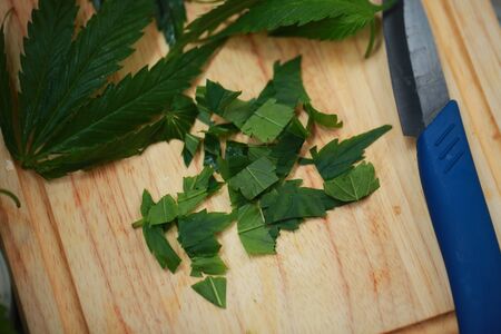 Fresh hemp leaves for salad preparation. The medical cannabisの写真素材