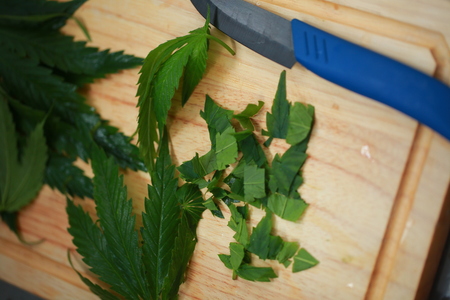 Fresh hemp leaves for salad preparation. The medical cannabisの写真素材