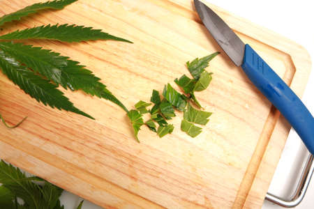 Fresh hemp leaves for salad preparation. The medical cannabisの写真素材