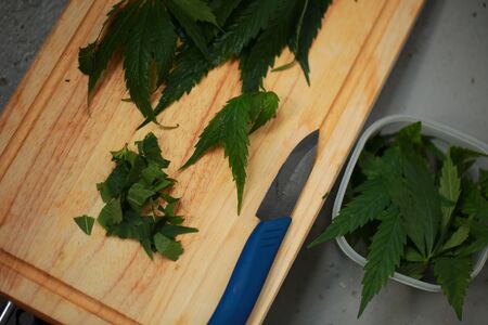 Fresh hemp leaves for salad preparation. The medical cannabisの写真素材