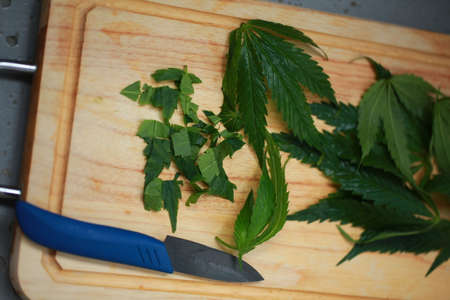 Fresh hemp leaves for salad preparation. The medical cannabisの写真素材