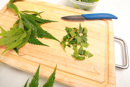 Fresh hemp leaves for salad preparation. The medical cannabisの写真素材