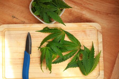 Fresh hemp leaves for salad preparation. The medical cannabisの写真素材