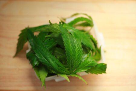 Fresh hemp leaves for salad preparation. The medical cannabisの写真素材