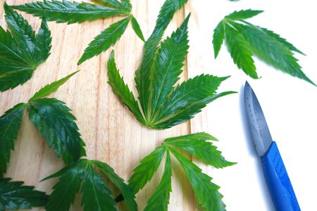 Fresh hemp leaves for salad preparation. The medical cannabisの写真素材
