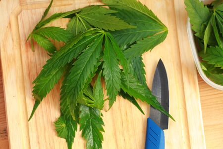 Fresh hemp leaves for salad preparation. The medical cannabisの写真素材