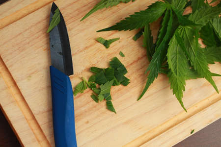 Fresh hemp leaves for salad preparation. The medical cannabisの写真素材