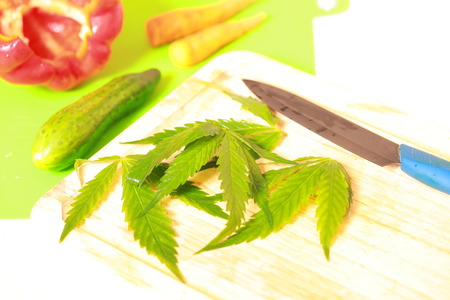 Fresh hemp leaves for salad preparation. The medical cannabisの写真素材