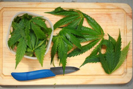 Fresh hemp leaves for salad preparation. The medical cannabisの写真素材