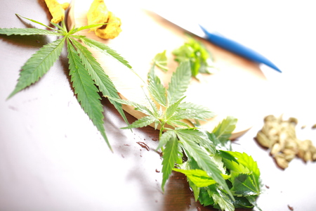 Fresh hemp leaves for salad preparation. The medical cannabisの写真素材