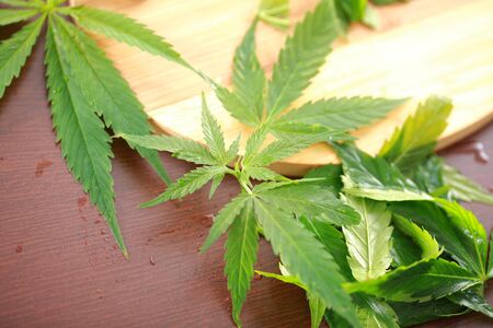 Fresh hemp leaves for salad preparation. The medical cannabisの写真素材