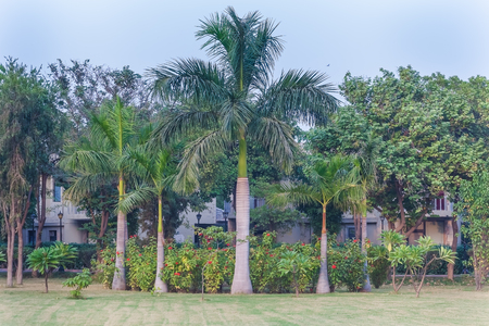 Plants in the tropical park of northern Indiaの写真素材