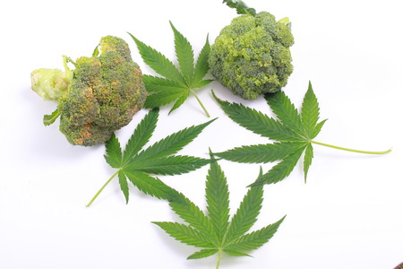 Leaf hemp for salad mung bean sprouts and broccoliの写真素材