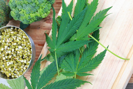 Leaf hemp for salad mung bean sprouts and broccoliの写真素材