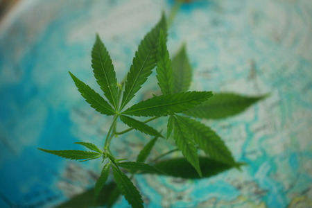 Cannabis on the background of the globeの写真素材