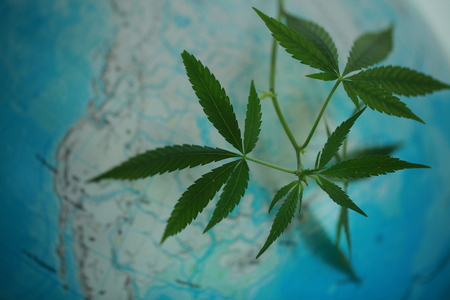 Cannabis on the background of the globeの写真素材