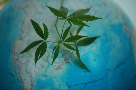 Cannabis on the background of the globeの写真素材