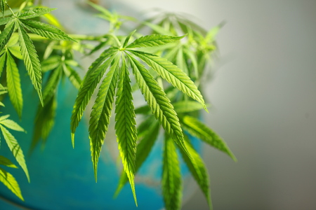 Cannabis on the background of the globeの写真素材