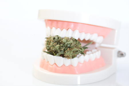 marijuana cannabismarijuana and cannabis. legal drug