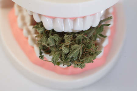 marijuana cannabismarijuana and cannabis. legal drugの写真素材