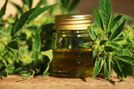 cannabis oil and hempの写真素材