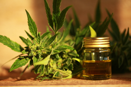 cannabis oil and hempの写真素材