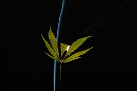 A green cannabis leaf on a black background enveloped in smokeの写真素材