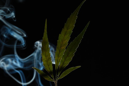 A green cannabis leaf on a black background enveloped in smoke