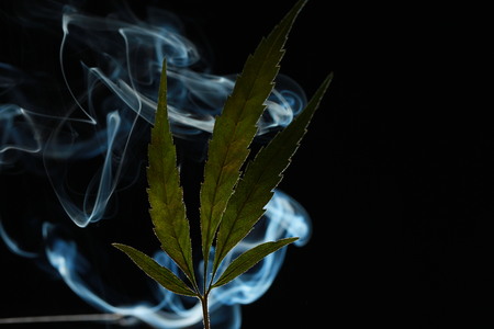 A green cannabis leaf on a black background enveloped in smokeの写真素材