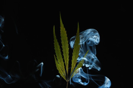 A green cannabis leaf on a black background enveloped in smokeの写真素材