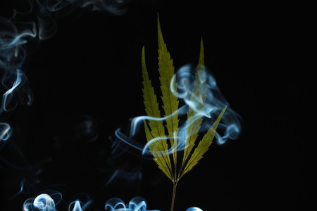 A green cannabis leaf on a black background enveloped in smokeの写真素材